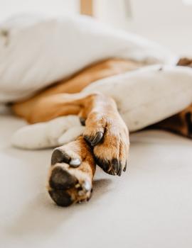 Come pulire le zampe del cane dopo la passeggiata con un pulisci